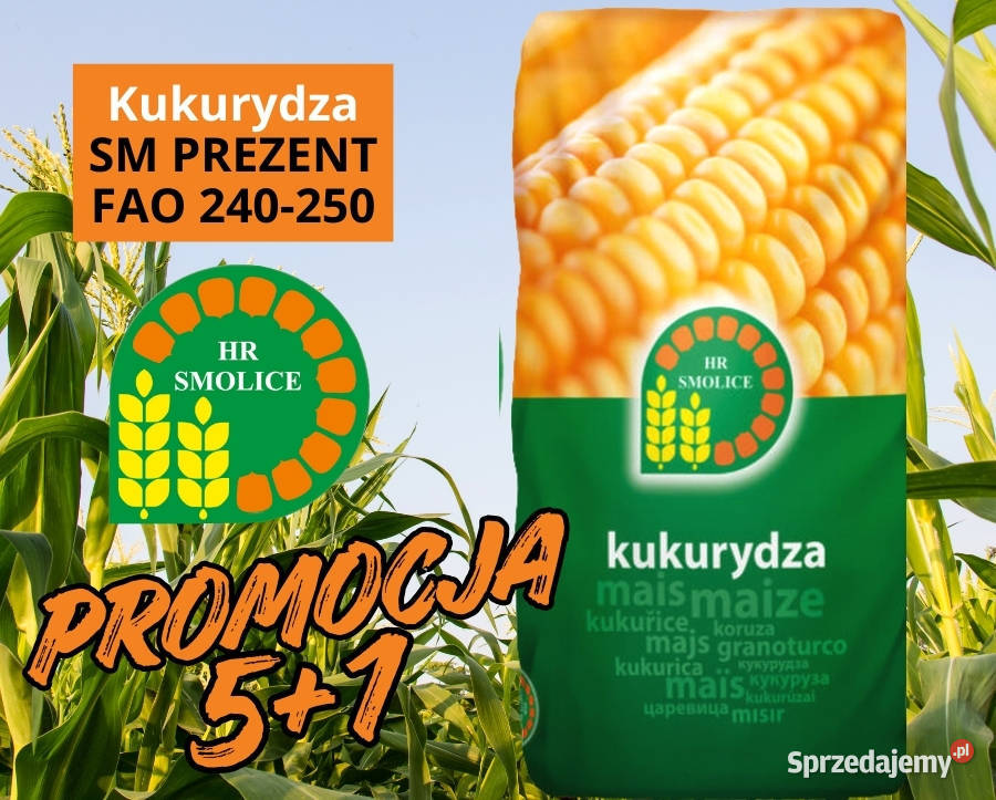 Materiał siewny kukurydza SM Prezent FAO 240250 Barcin