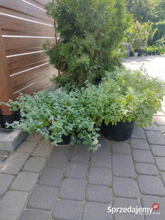 Kocimiętka w doniczce mazowieckie