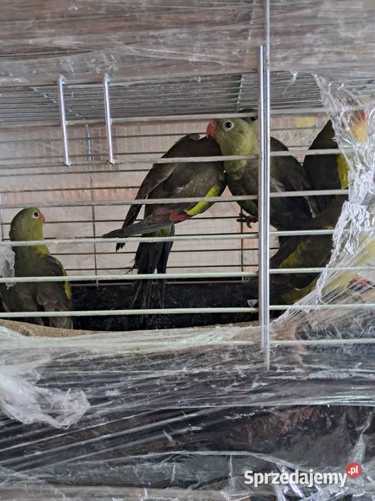 Sprzedam papugi Jędrzejów sprzedam