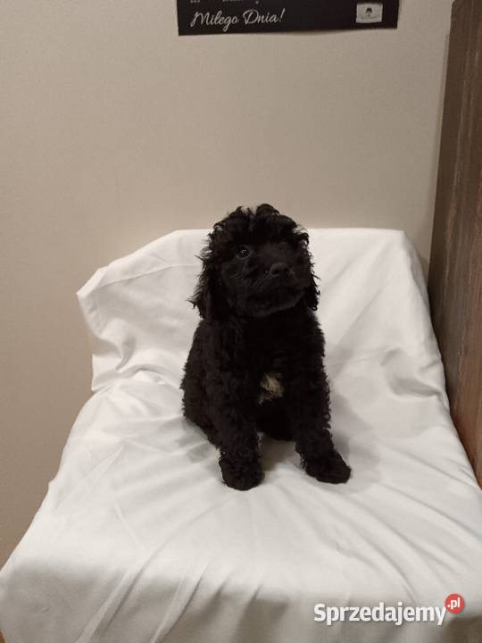 Cockapoo Pozostałe mazowieckie Żółwin