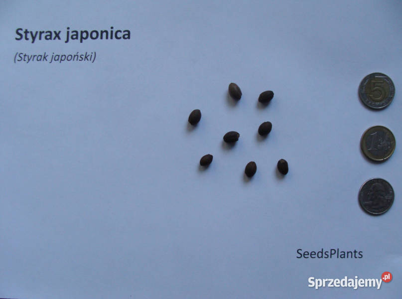 STYRAK JAPOŃSKI Styrax japonica NASIONA 40 sztuk Lubanie