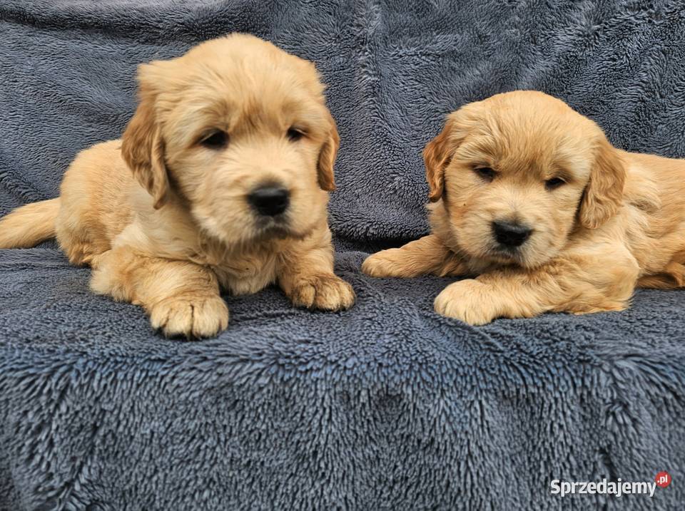 Golden Retriever złoty szczeniak