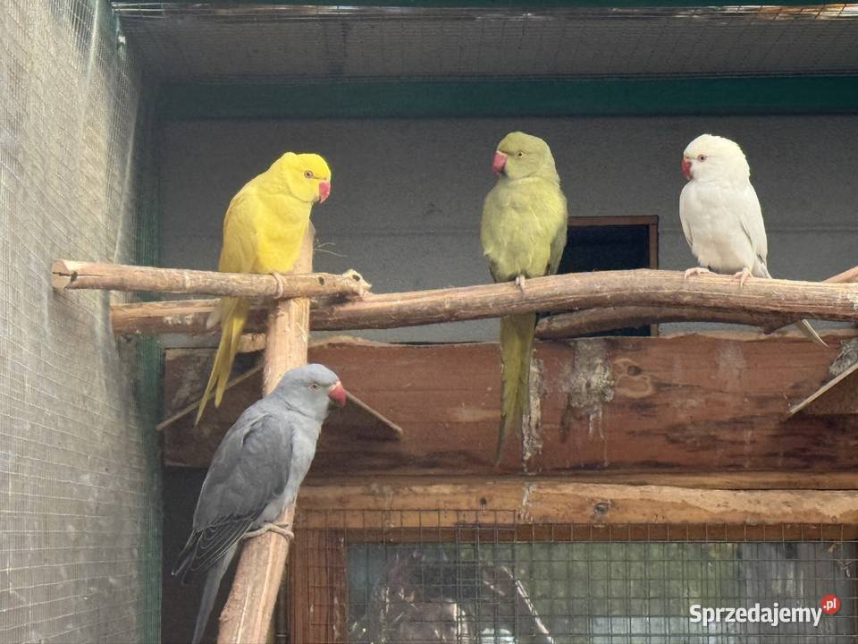 Papugi Aleksandretty obrożne ring neck zielony sprzedam