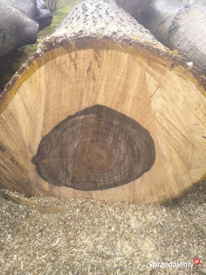 Drzewo orzech Chocznia