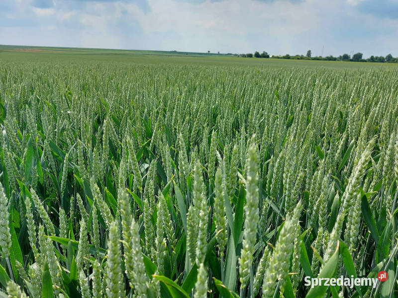 Pszenica ozima RGT Metronom zaprawa Vibrance sprzedam