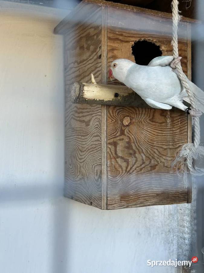 Parka Aleksandretty wielkopolskie Raszków