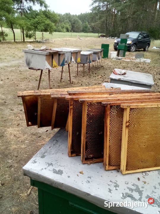 odbudowane ramki susz Pszczoły wielkopolskie Śrem