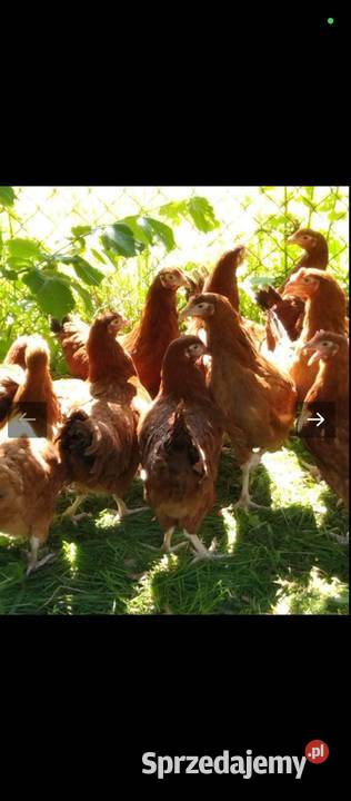 Młode kury kokoszki 14 tygodni rosa leghorn Krosno