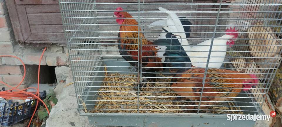 Kury karzełki liliputki Tokarówka