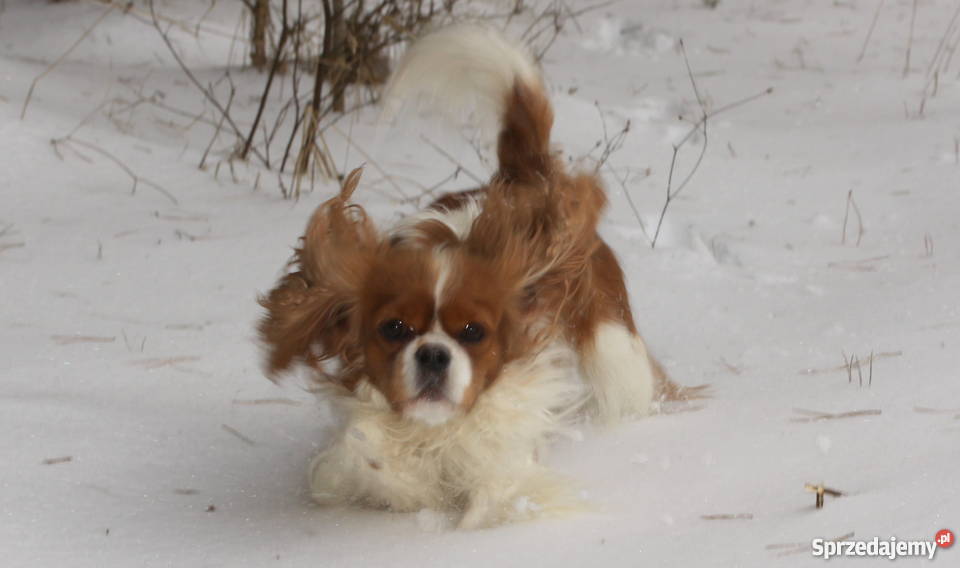 Cavalierki cavalier king charles spaniel Lidzbark