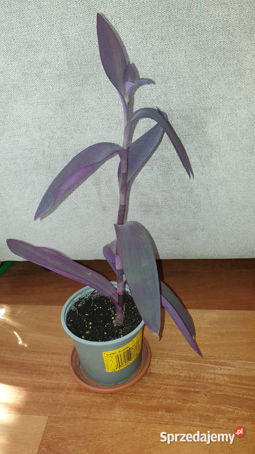 Trzykrotka setkrezja purpurowa na balkon i do Zielone Warszawa