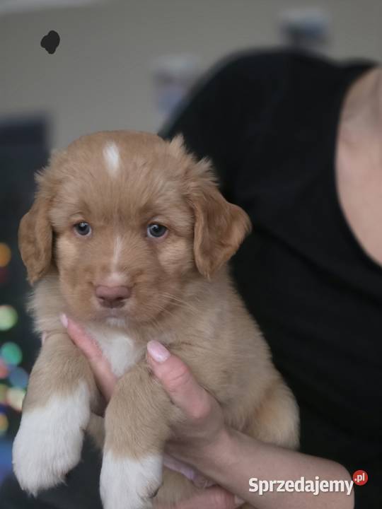 Nova Scotia Duck Tolling Retriever Pruszcz Gdański sprzedam