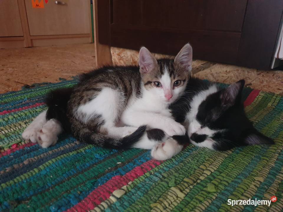 Domowy hotel zwierząt Opieka nad zwierzętami małopolskie Biadoliny Radłowskie