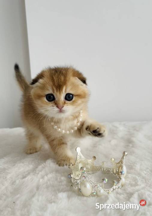 Kotka szkocka złota Scottish fold Do rezerwacji