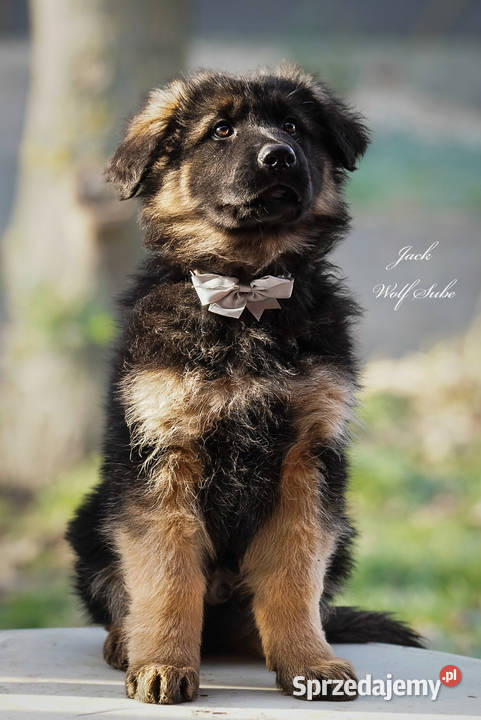 Owczarek niemiecki długowłosy ZKwP FCI z pełną Ozorzyce