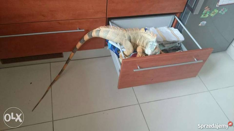 Terrarium z legwanem zielonym odmiana red Nysa