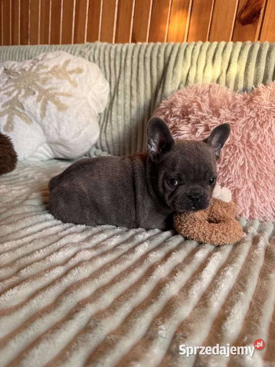 Buldog francuski Częstochowa