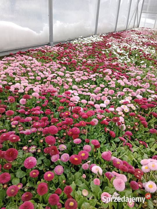 Truskawka poziomka flox mięta melisa lawenda kto Ogród Czulice