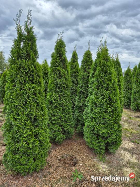 Tuja szmaragd 200220 sadzimy cała Polska Warszawa
