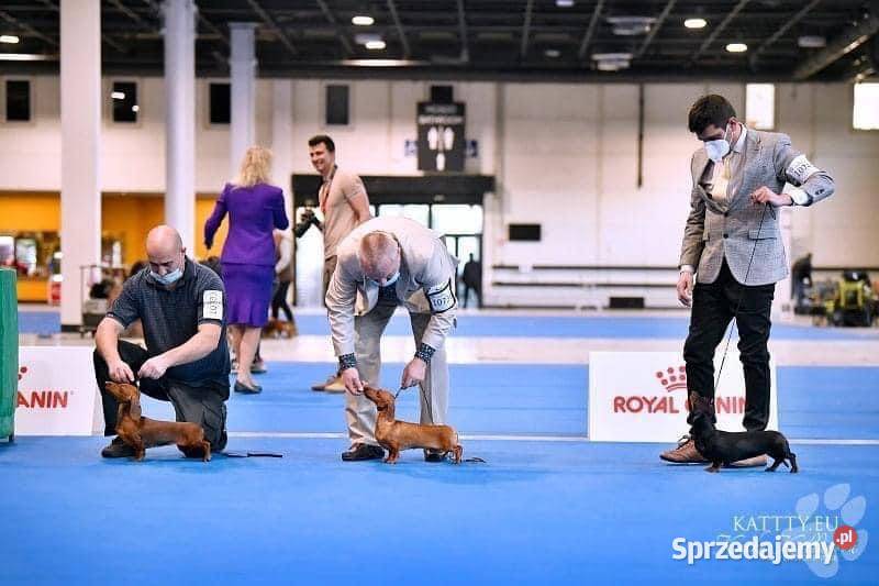 Jamnik krótkowłosy Króliczy Miniaturowy Piaseczno sprzedam