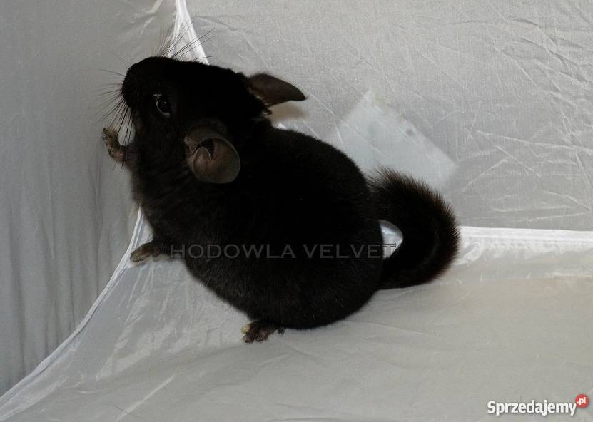 Szynszyla Szynszyl Czarny Ebony Dark Samiec Pozostałe Perzyce