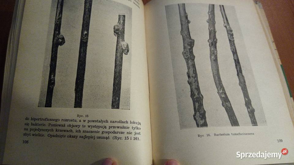 Wikliniarstwo Bolesław Kański Polska Wiklina Gdańsk