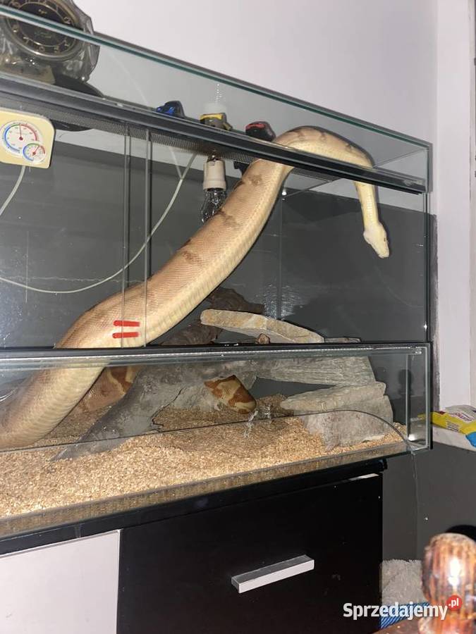 Terrarium Pozostałe Świerklaniec