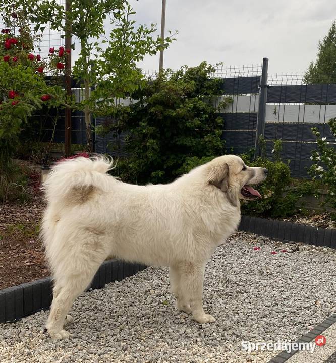 PIRENEJSKI PIES GÓRSKI SZCZENIĘ GOTOWE DO Tczew