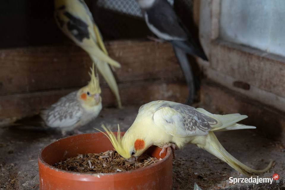 Papugi Nimfy Chmielnik