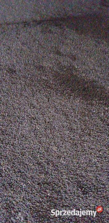 Łubin wąskolistny słodki Regent Mońki