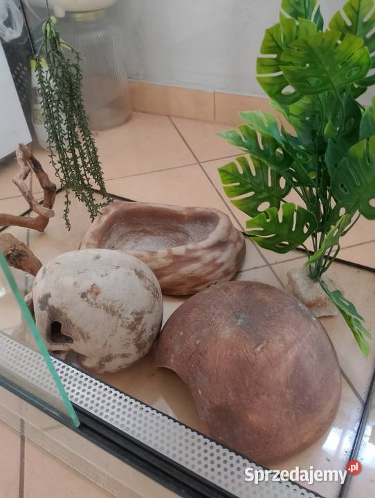 Terrarium węża Końskie sprzedam