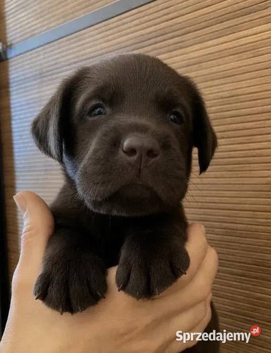 Niesamowity szczeniak labradora