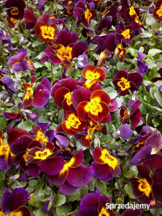 Bratki Hurt Białystok Podlasie podlaskie