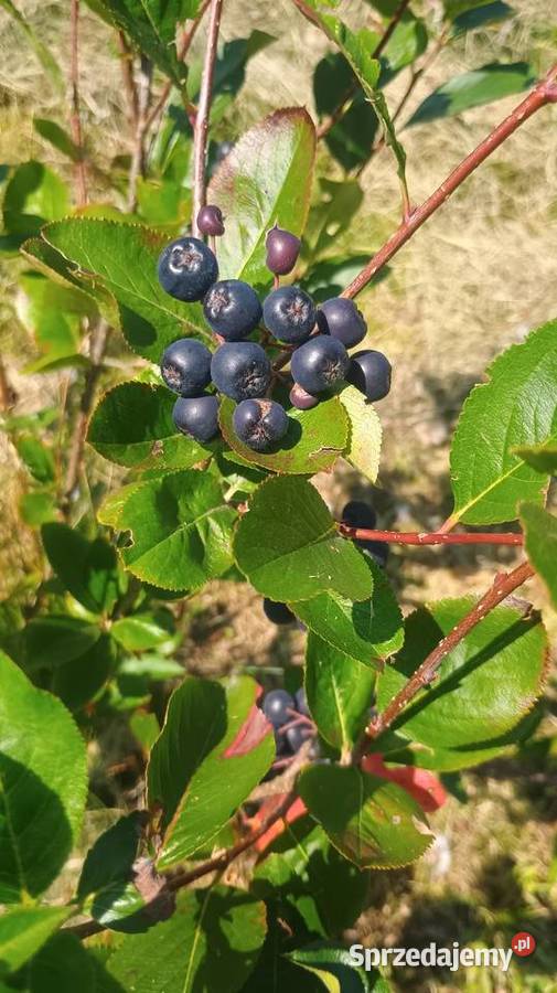 Aronia Kraków