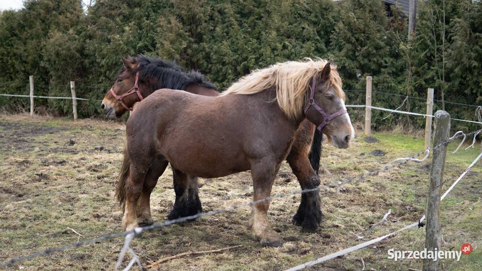 źrebice zmienią właściciela wiek15 roku 75 Warlubie