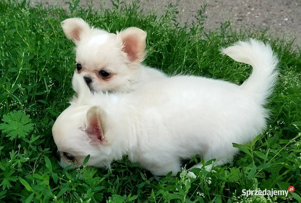 Piesek chihuahua długowłosy Chihuahua