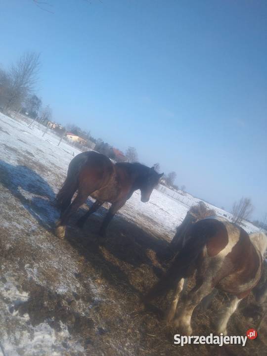 Zmieni właściciela Czyprki