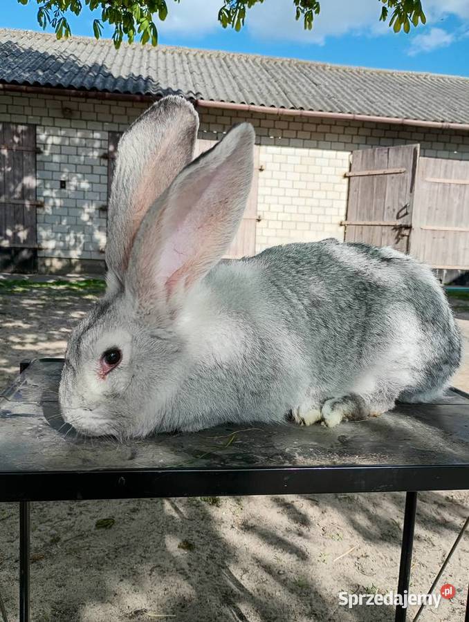 Kotna samica Hamentów sprzedam