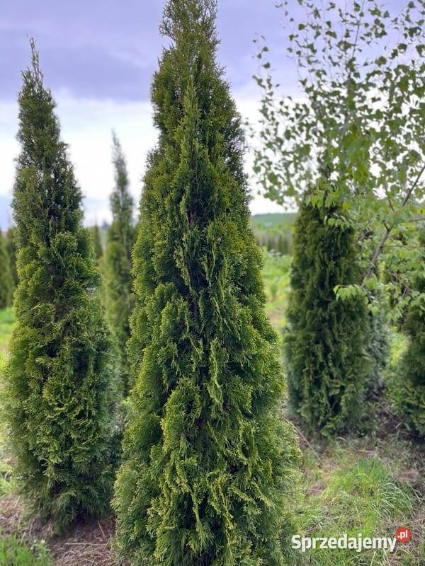 TUJA SMARAGD 250275 THUJA SZMARAGD 250275 śląskie Skrzyszów
