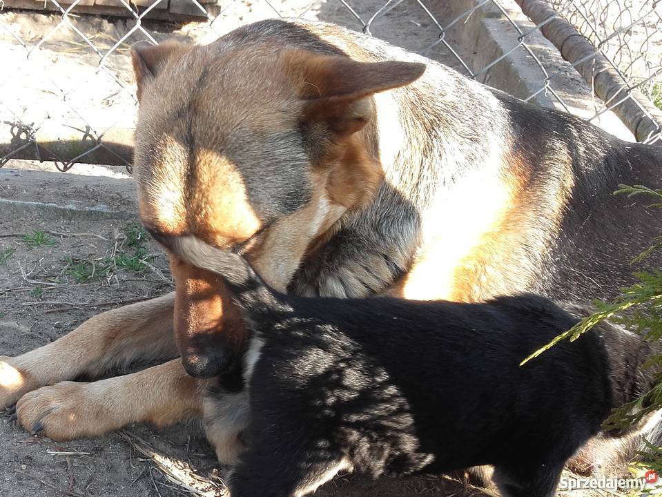 Malamut husky owczarek niemicki Brodnica