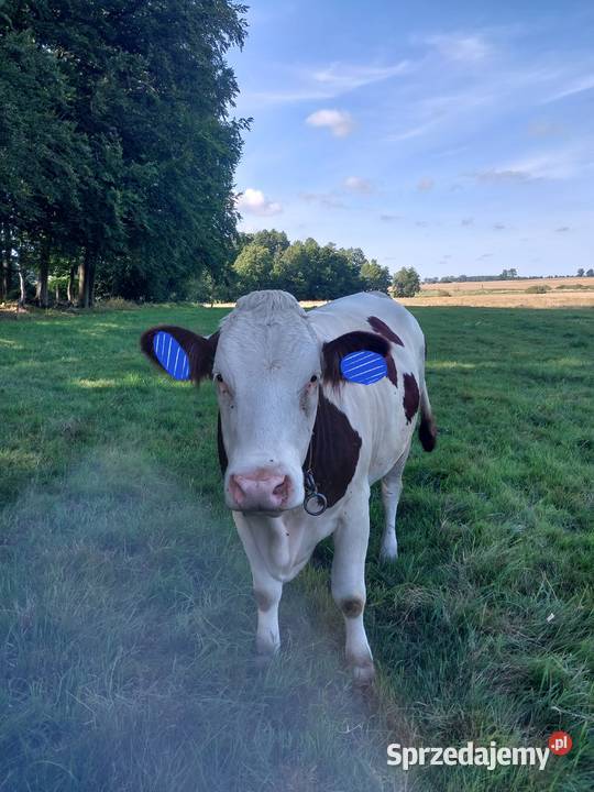 Jałowki montbeliarde Gryfice