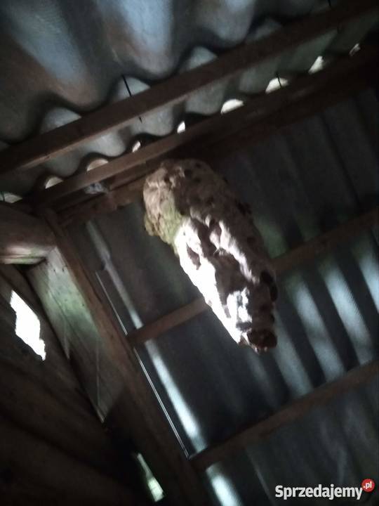 Likwidacja usuwanie gniazd os pszczół i Augustów usługi