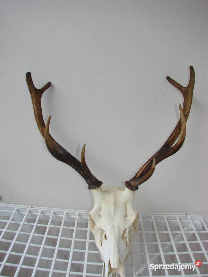 poroże jelenia Pruszcz Gdański