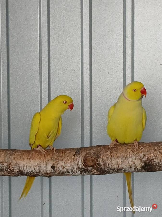 Aleksandretty pary chińska i obrozna wielkopolskie Rawicz