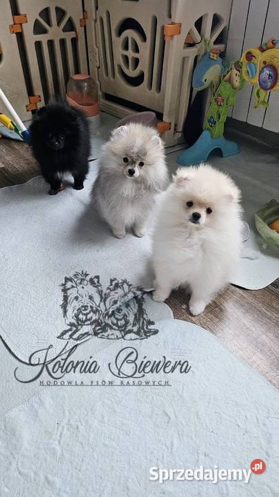 Szpic MiniaturowyPolski piesek Cream PASZPORT Szpic miniaturowy Sędziejowice sprzedam