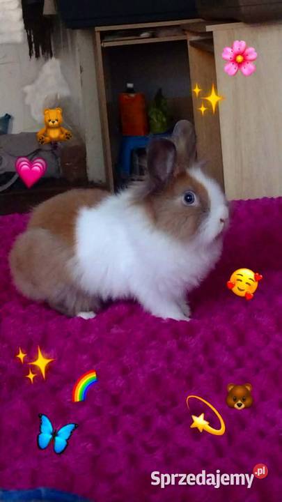 Króliczek samczyk karzełek Teddy Grudziądz