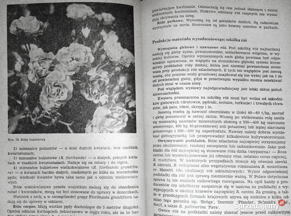 Kwiaciarstwo ZSO A Bartosiewicz H Chmiel Rok wydania 1980 lubelskie Chełm