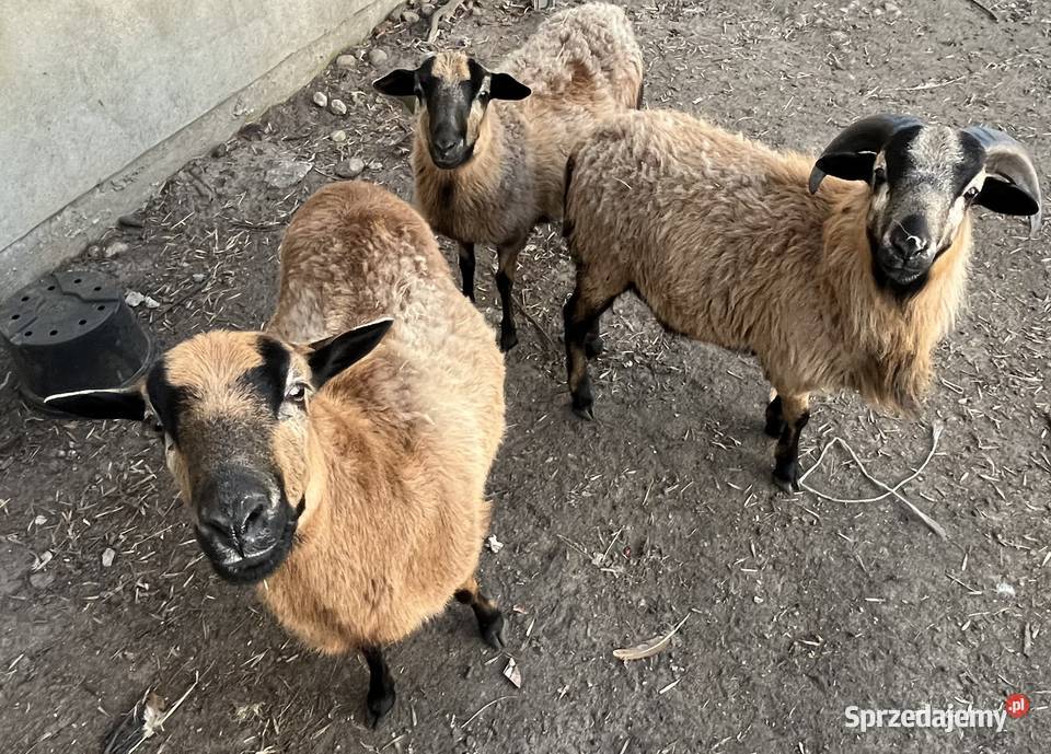Owce kameruńskie owca kameruńska baran Poddębice