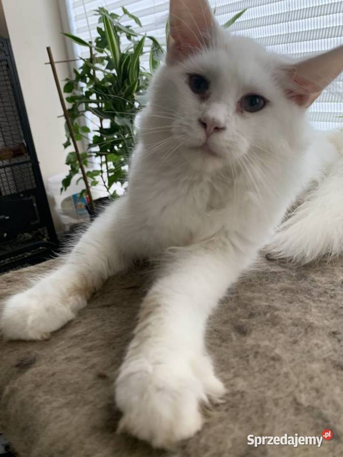 Biały kocurek xxl Maine coon Izabelin sprzedam