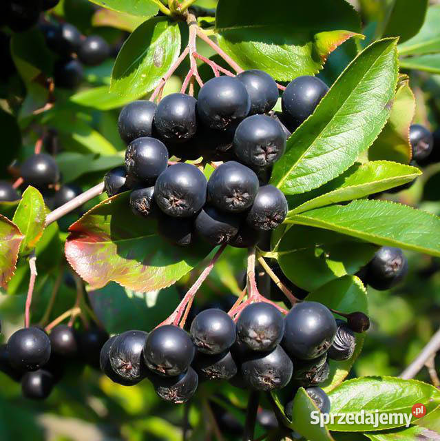 ARONIA CZARNOOWOCOWA Aronia melanocarpa NASIONA kujawsko-pomorskie Lubanie